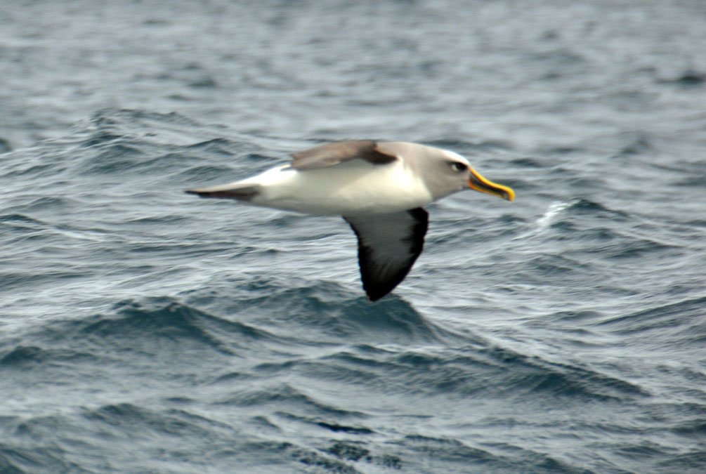 Albatross Close Up