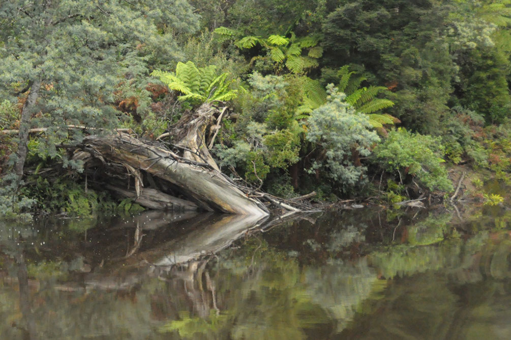 Reflection on The Arthur River
