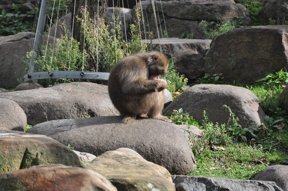 Local Residents In The gardens