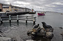 A Monument to The Seals in Hobart