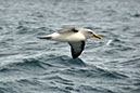 Albatross Close Up
