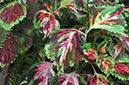 Colour in The Gardens