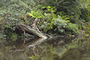 Reflection on The Arthur River