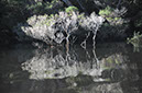 Trees in The Arthur River