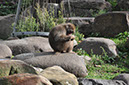 Local Residents In The gardens